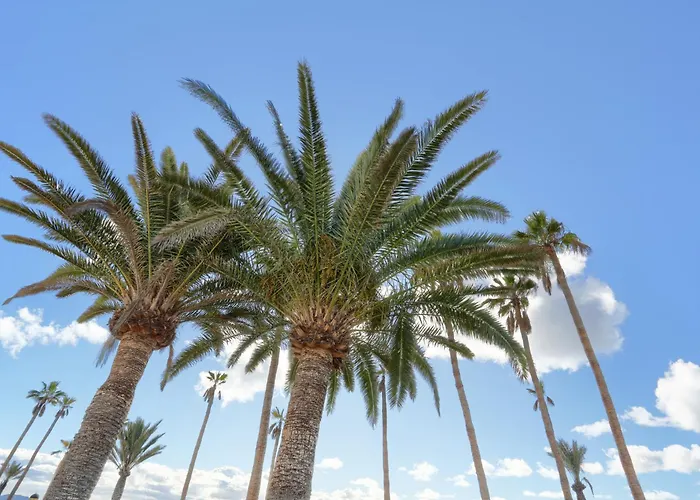 Апартаменты Playa Flamingo Margarita Коста Бланка