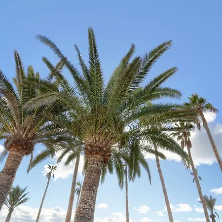 Апартаменты Playa Flamingo Margarita Коста Бланка